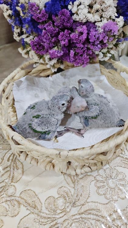 Продаются птенцы Пирруры Малине. — 3