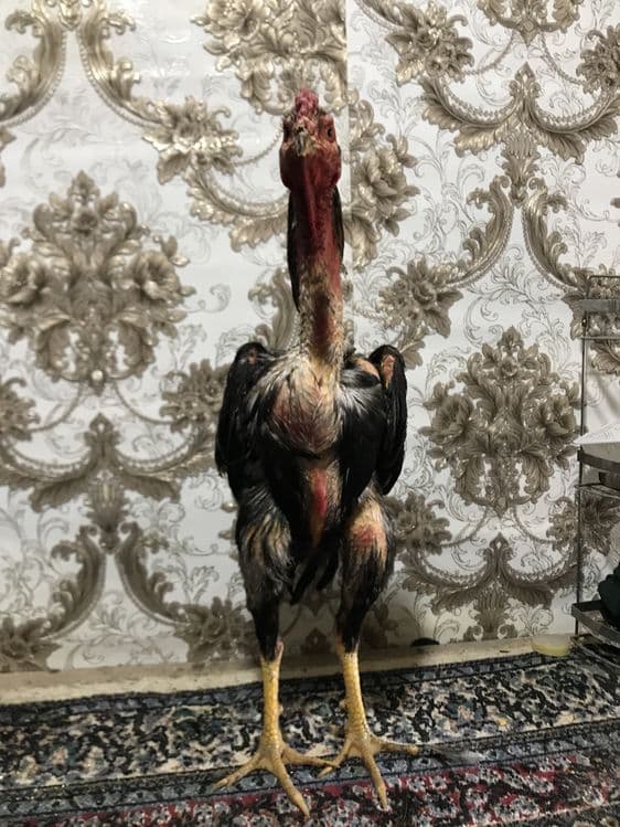Xoroz sotlad zoti kars 8 oyli. — 2