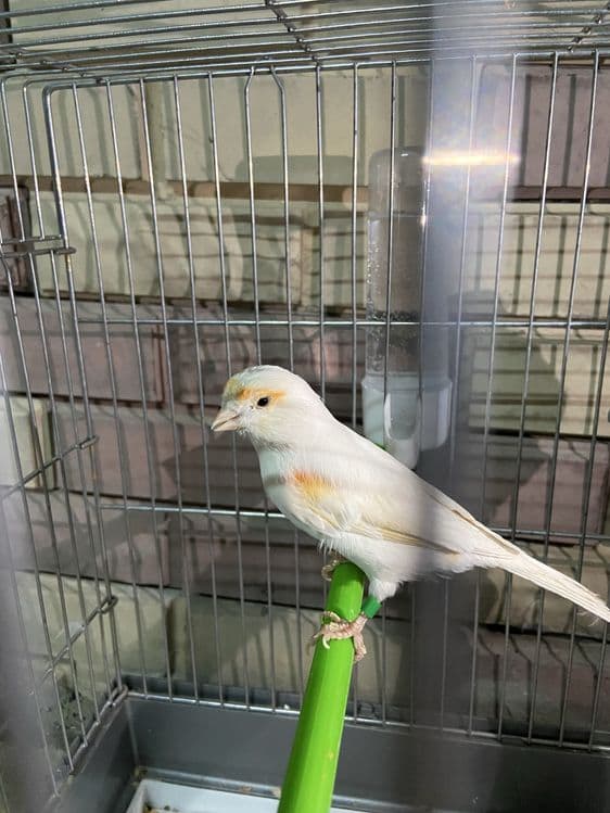 qizil mazayka toza qon iwlgan para 25yil — 2