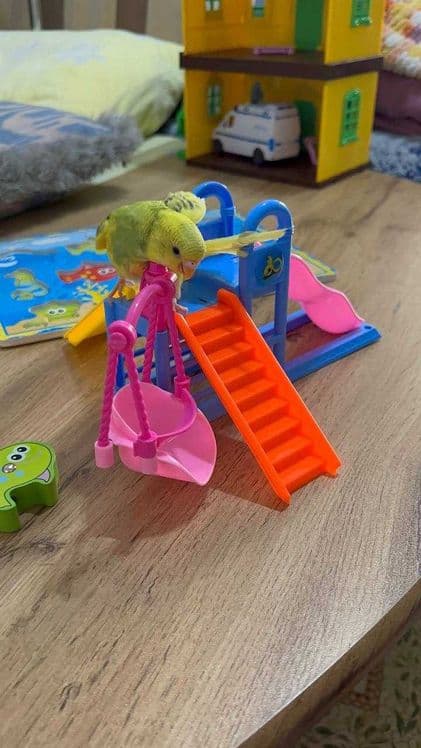 волнистые попугаи РУЧНЫЕ. идут на контакт, играют с детьми — 1