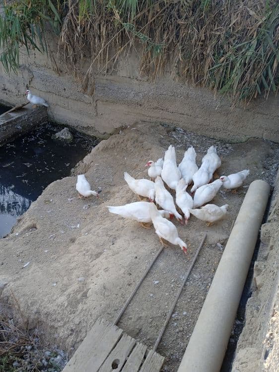 ИНДОУТКИ(готовый бизнес) — 7