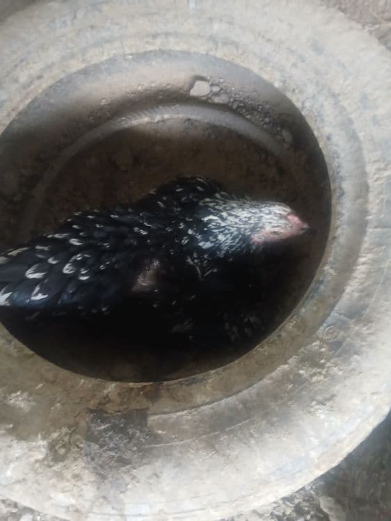 Kurk kulangi tovuq sotiladi — 1