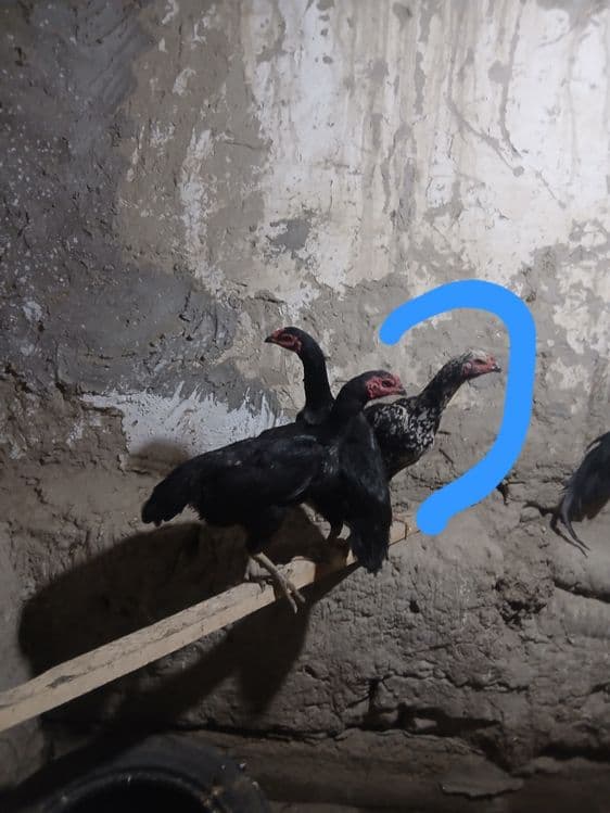 Kurk kulangi tovuq sotiladi — 3
