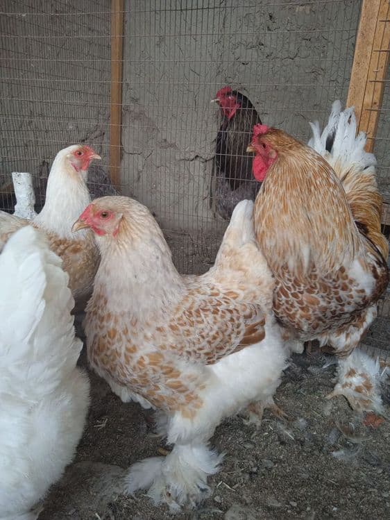 Brama zolita va beliy zolita tuxum lari sotiladi oila — 1