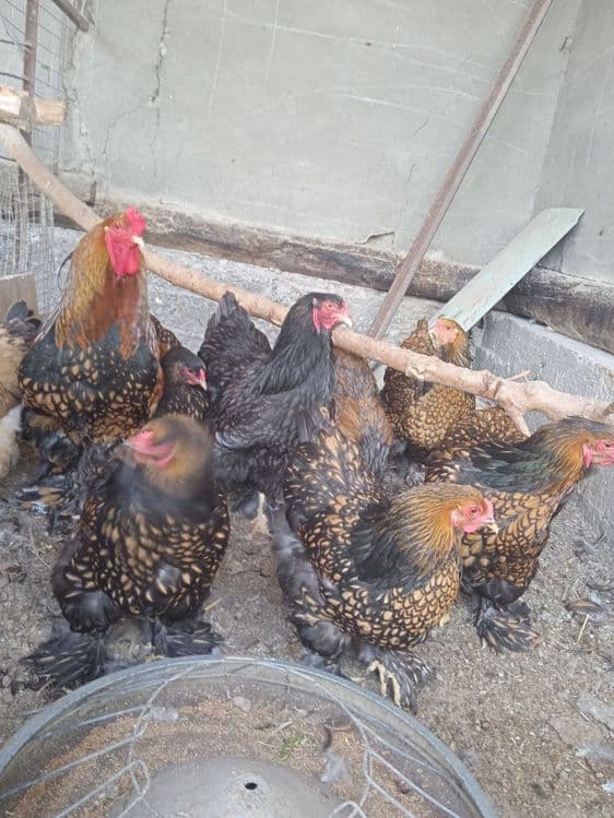 Brama zolita va beliy zolita tuxum lari sotiladi oila — 2