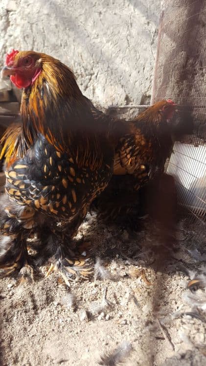 Brama zolita va beliy zolita tuxum lari sotiladi oila — 3