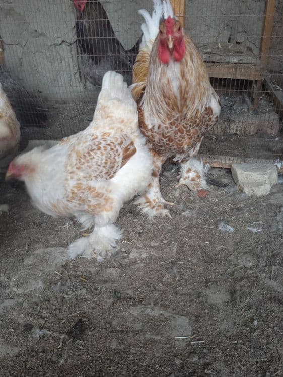 Brama zolita va beliy zolita tuxum lari sotiladi oila — 4