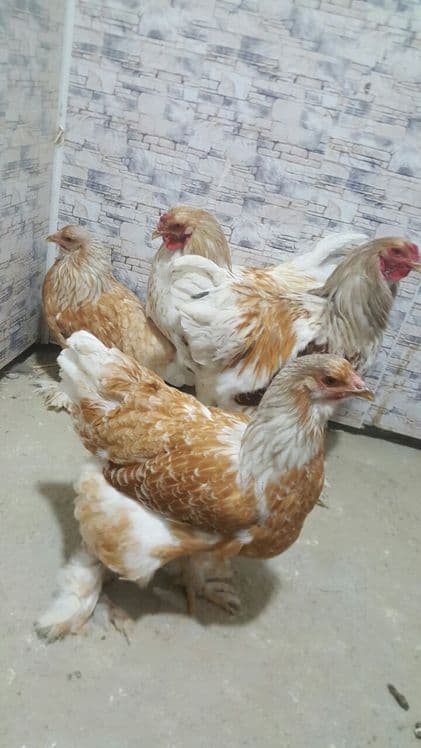 Brama zolita va beliy zolita tuxum lari sotiladi oila — 6