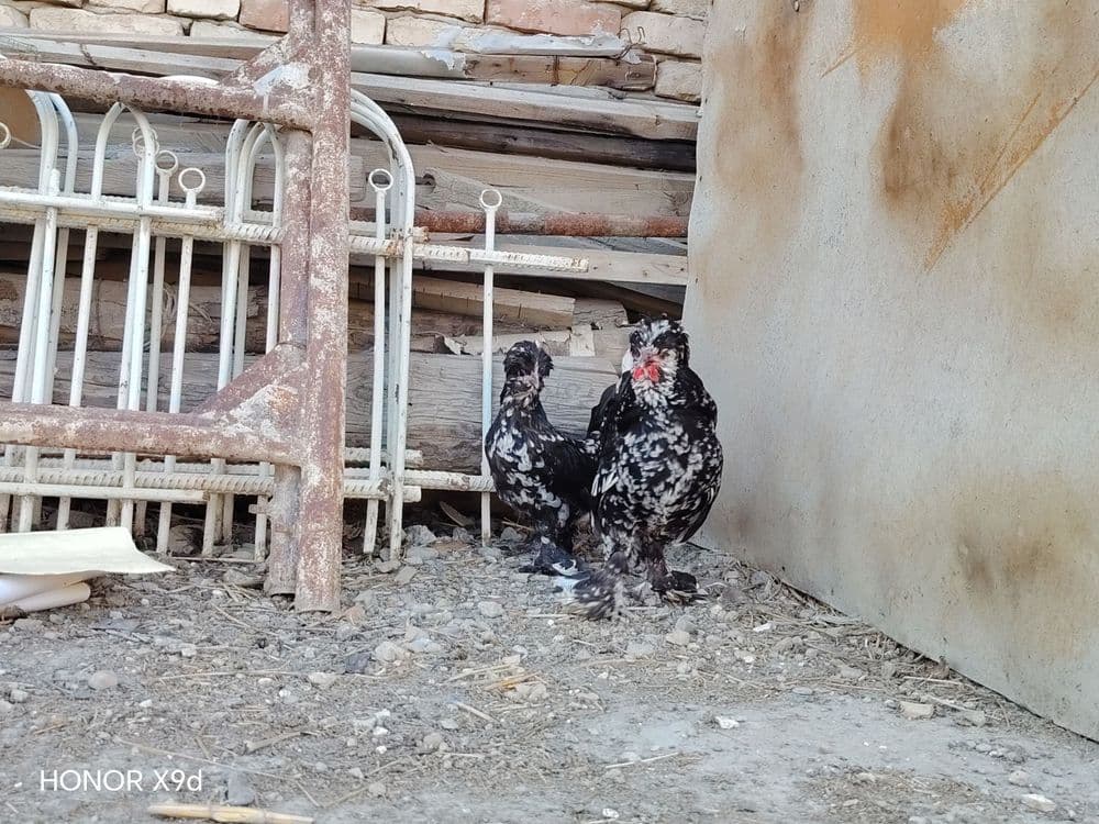 Карески японка сотилади — 4