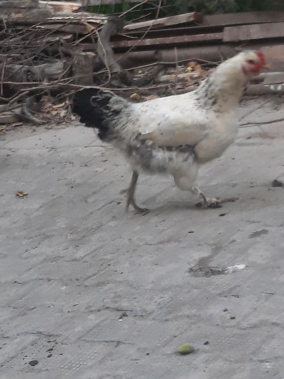 Tovuq sotiladi yaxshi boqilgan — 1