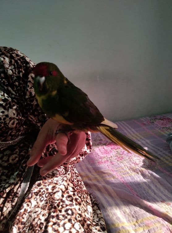 Qushlarni ruchnoy qilib beraman — 8