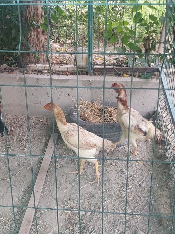 Куланги хуроз ва куланги товуклар — 3