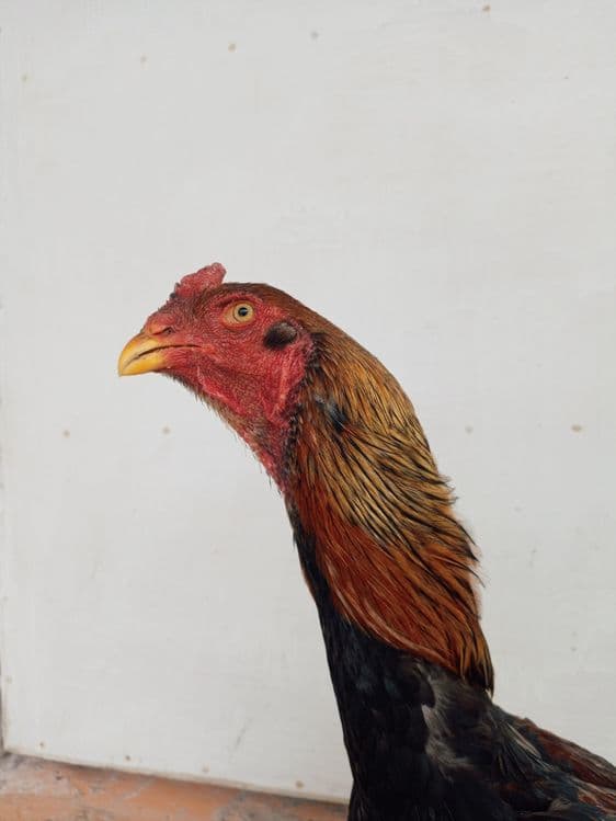 kulangi xoroz mokiyonlar — 2
