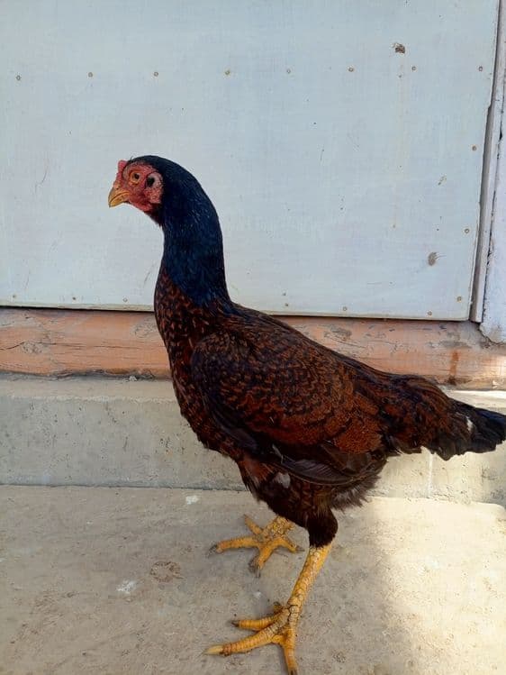 kulangi xoroz mokiyonlar — 4