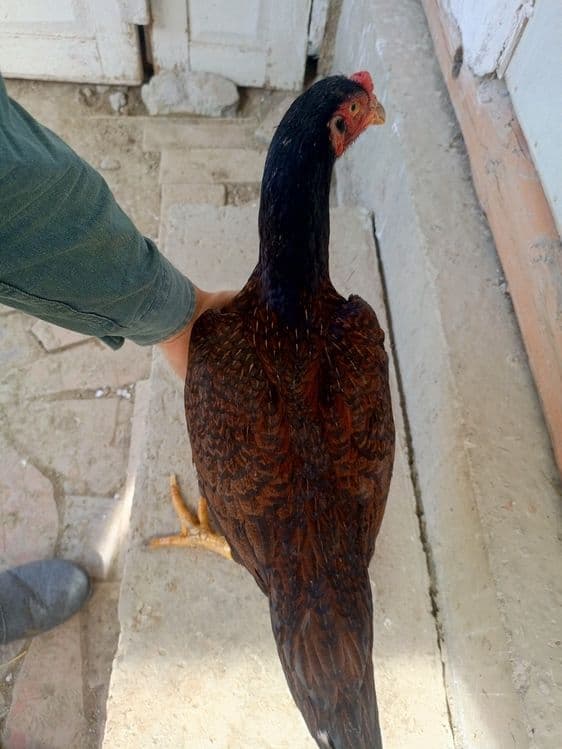 kulangi xoroz mokiyonlar — 5