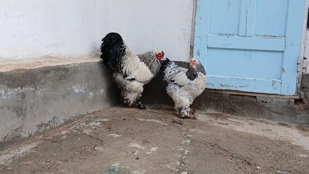 Brama tovuqlar sotiladi — 1