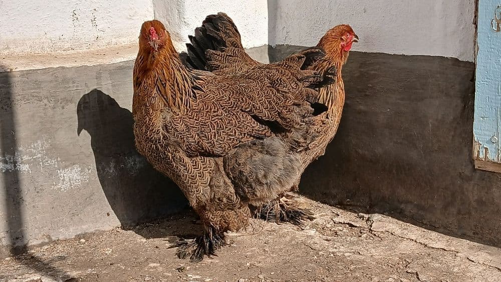 Brama tovuqlar sotiladi — 5