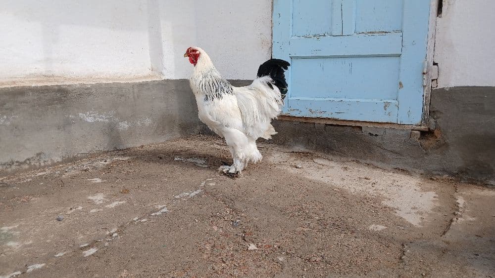 Brama tovuqlar sotiladi — 6