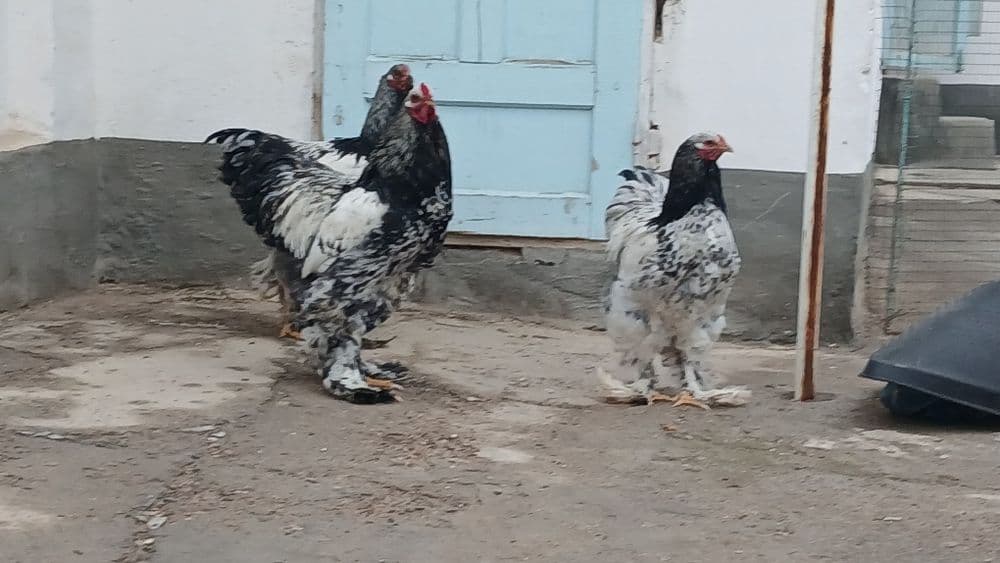 Brama tovuqlar sotiladi — 8