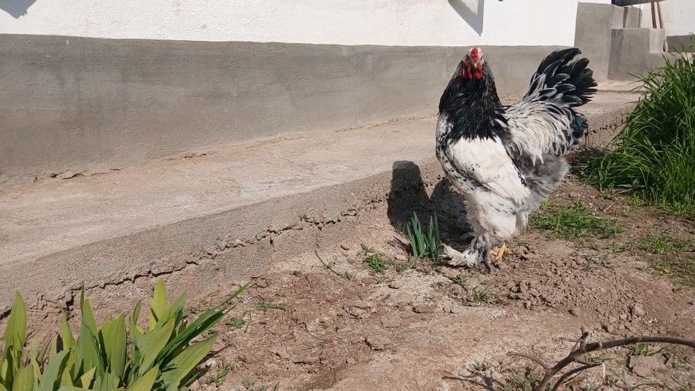 Brama tochkalik xuroz — 4