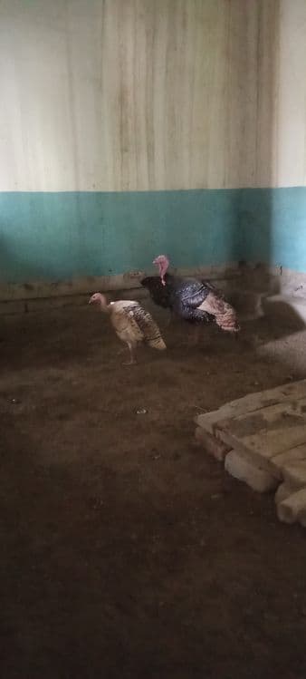 Oylaviy kurkalar sotiladi 2 yilli kurkala — 1