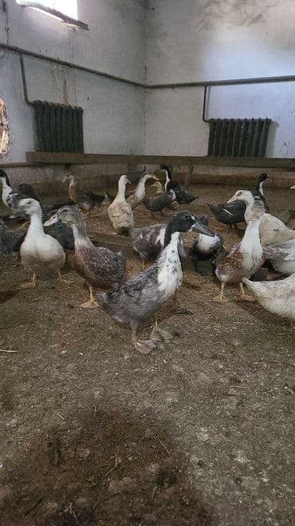 Goluboy favorit urdak juja sotiladi Продаются утята Голубой Фаворит — 1