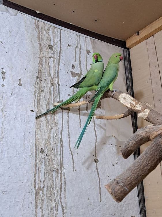AJIRELLO popugaylari sotiladi! — 1