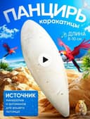 Панцирь каракатицы 12см