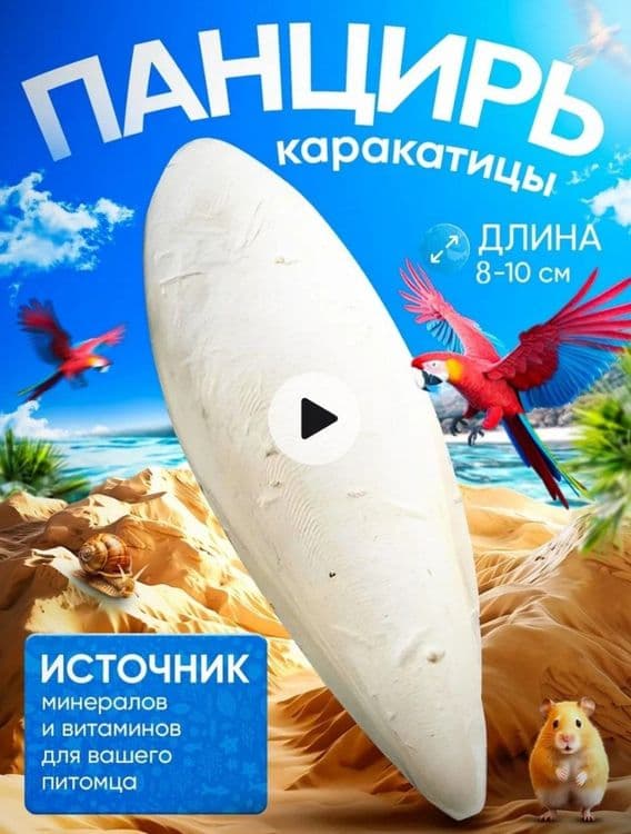 Панцирь каракатицы 12см — 1
