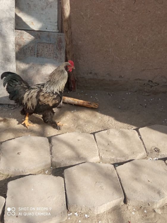 Xuruz sotiladi z — 6
