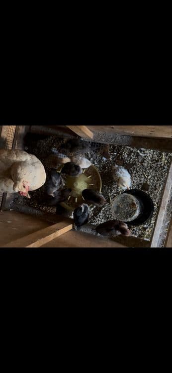Uy da boqilgan xonaki tovuq jujalar sotiladi — 2