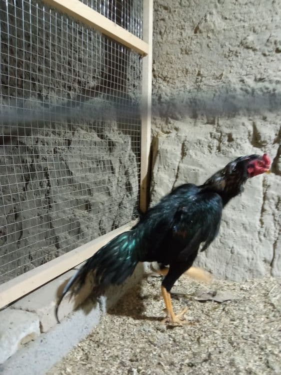 Xroz sotiladi juja toza narsa narxini kelishamiz — 3