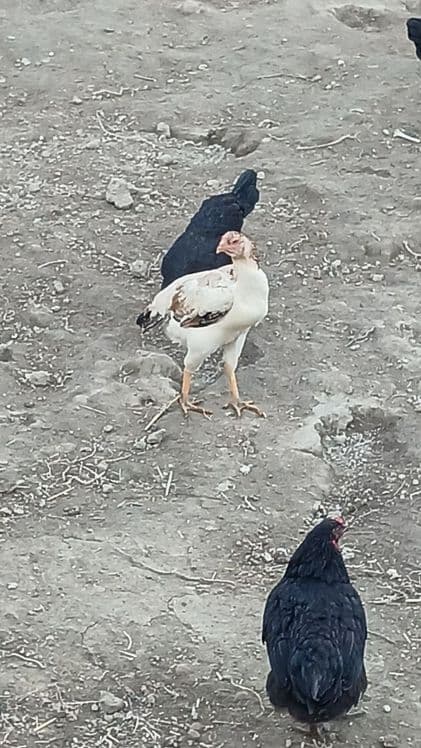 Kulangi dakan mokiyon — 1