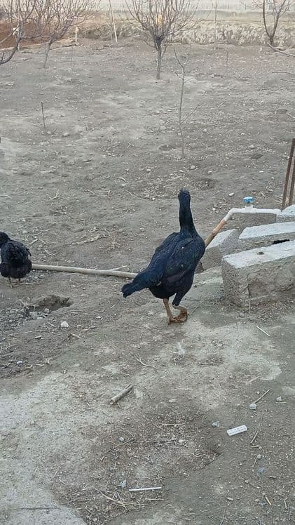 Kulangi dakan mokiyon — 2