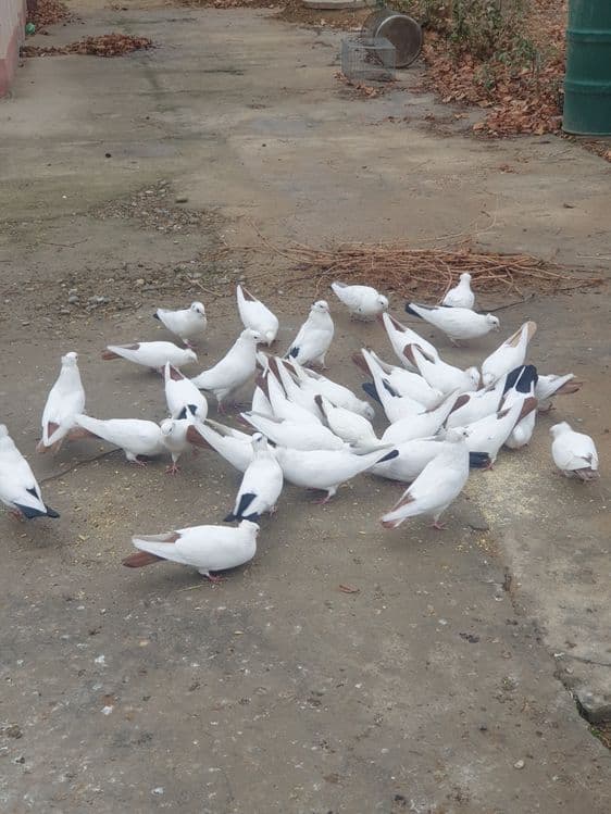 Голуби продаются, кабутарлар сотилади — 1