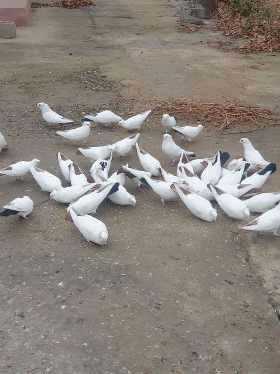 Голуби продаются, кабутарлар сотилади — 2