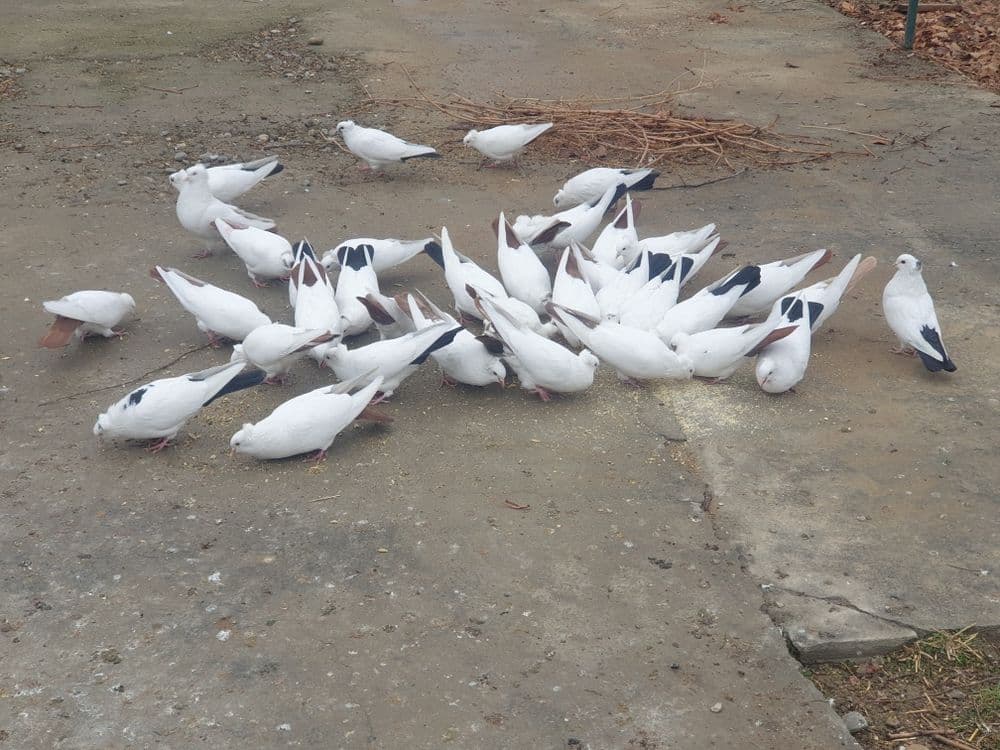 Голуби продаются, кабутарлар сотилади — 3