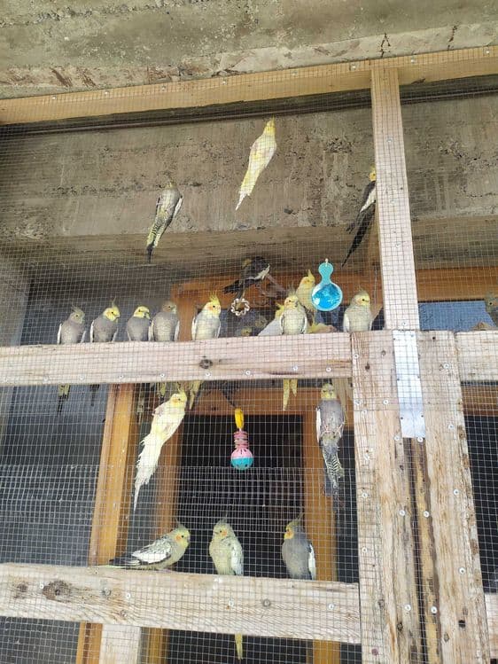 Попугай карелло разного года здоровые живут в свободном комнате — 1