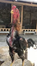 Япон шамо хуроз сотилади
