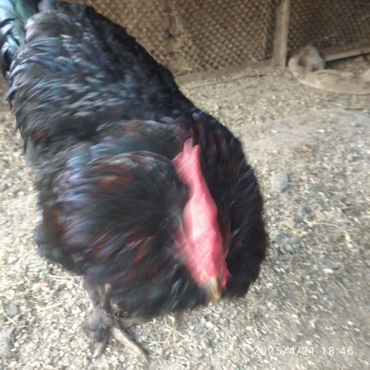 Xoʻrozlar soni 2 ta — 1