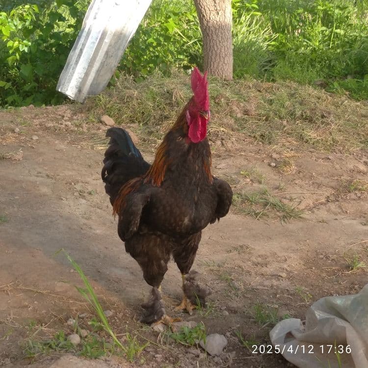 Xoʻrozlar soni 2 ta — 2