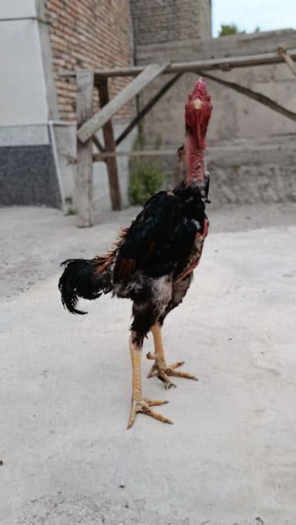 Sangehoroz sotiladi orzon bervoridi — 2