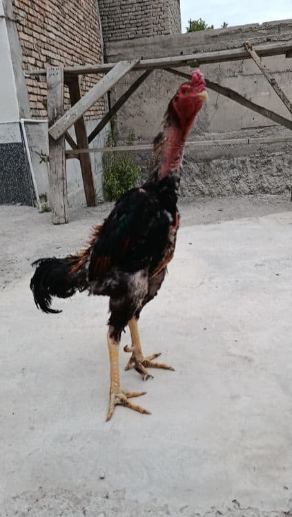 Sangehoroz sotiladi orzon bervoridi — 3