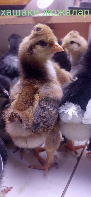 Кора хашаки товук жожалари — 1