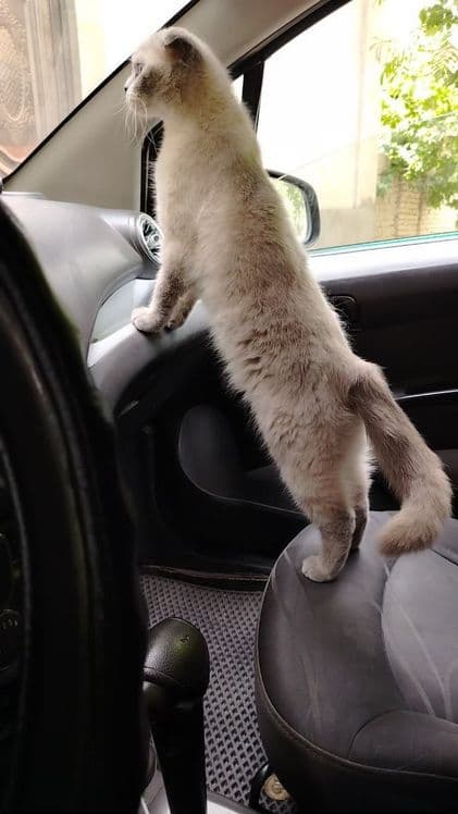 Шотландский скотиш фолт Акрас капучина — 2