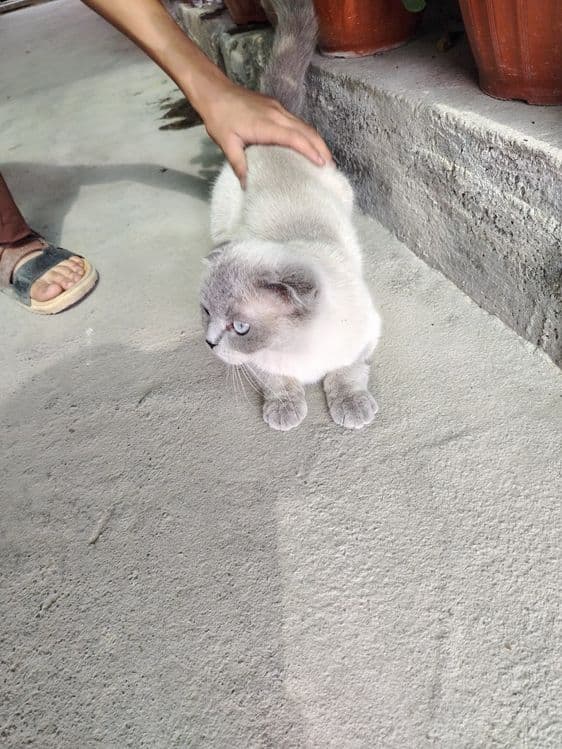 Шотландский скотиш фолт Акрас капучина — 3