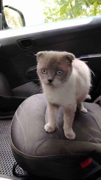 Шотландский скотиш фолт Акрас капучина — 7