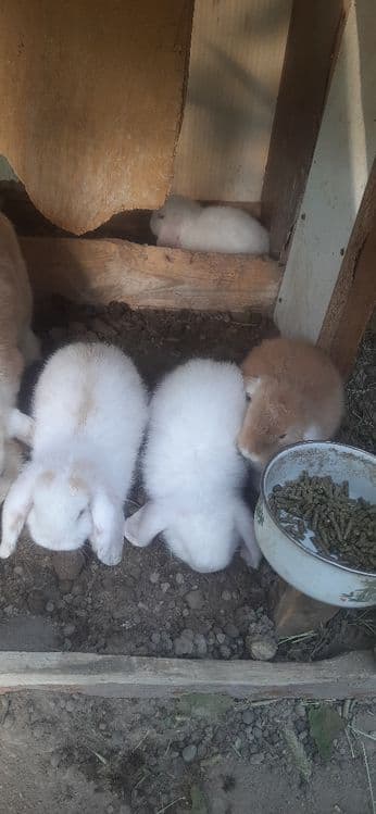 Karlik baran bolari soatiladi — 5