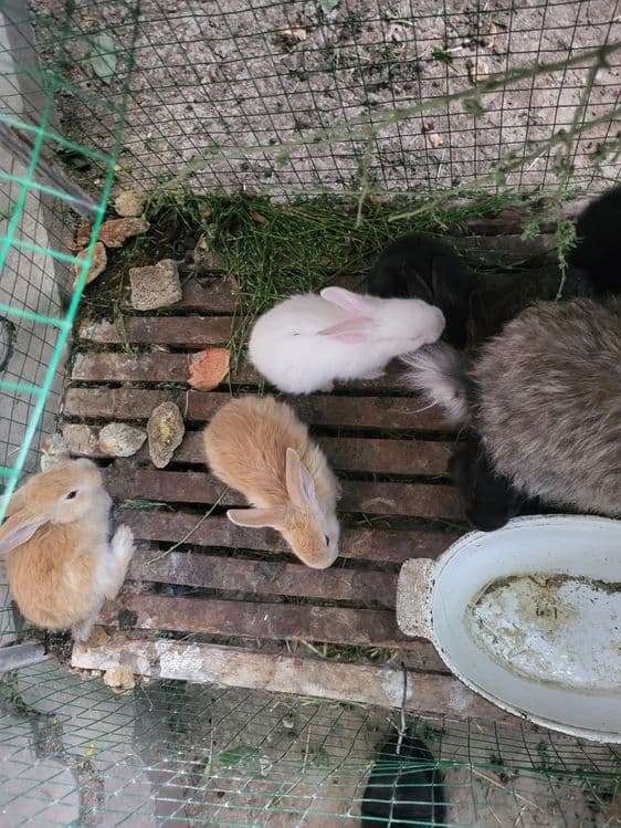 Quyon onasi va bolalar aloxida aloxida sotiladi bolalari 1 oylik — 1