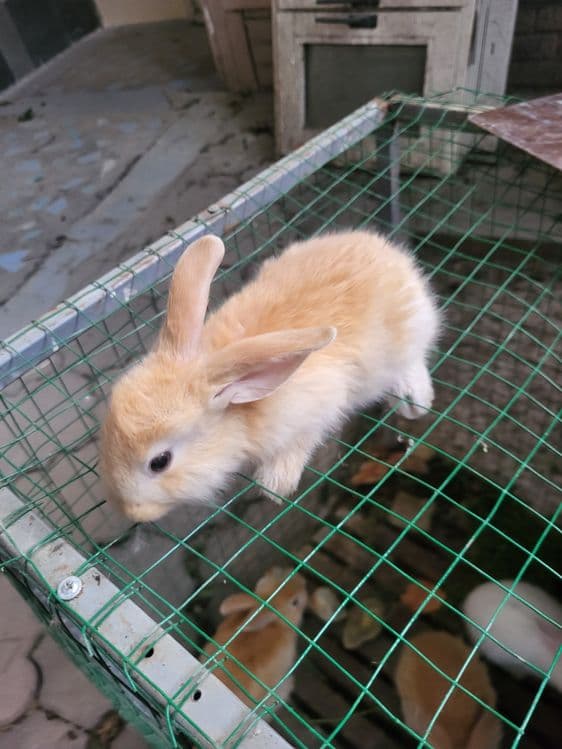 Quyon onasi va bolalar aloxida aloxida sotiladi bolalari 1 oylik — 2